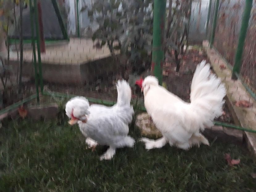 20221128_164711[1] - Gainusi pitici Struma Bantam