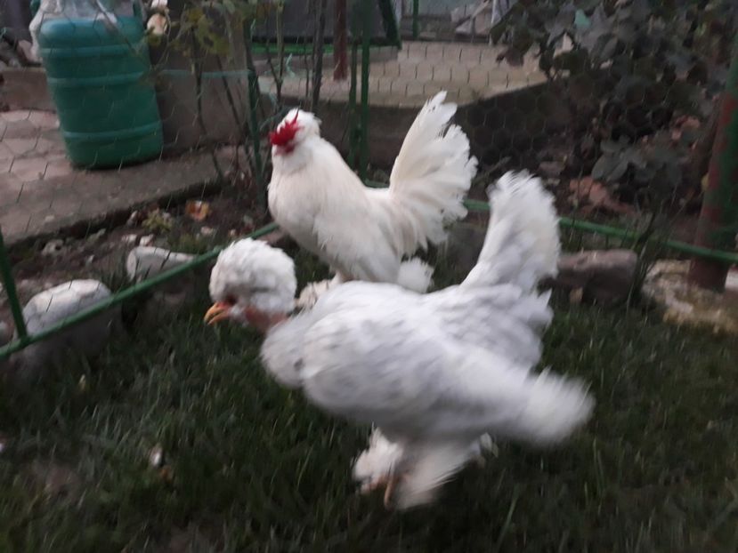 20221128_164720[1] - Gainusi pitici Struma Bantam