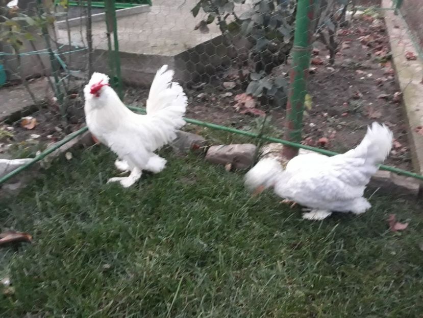 20221128_164807[1] - Gainusi pitici Struma Bantam