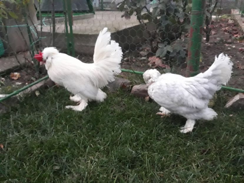 20221128_164822[1] - Gainusi pitici Struma Bantam