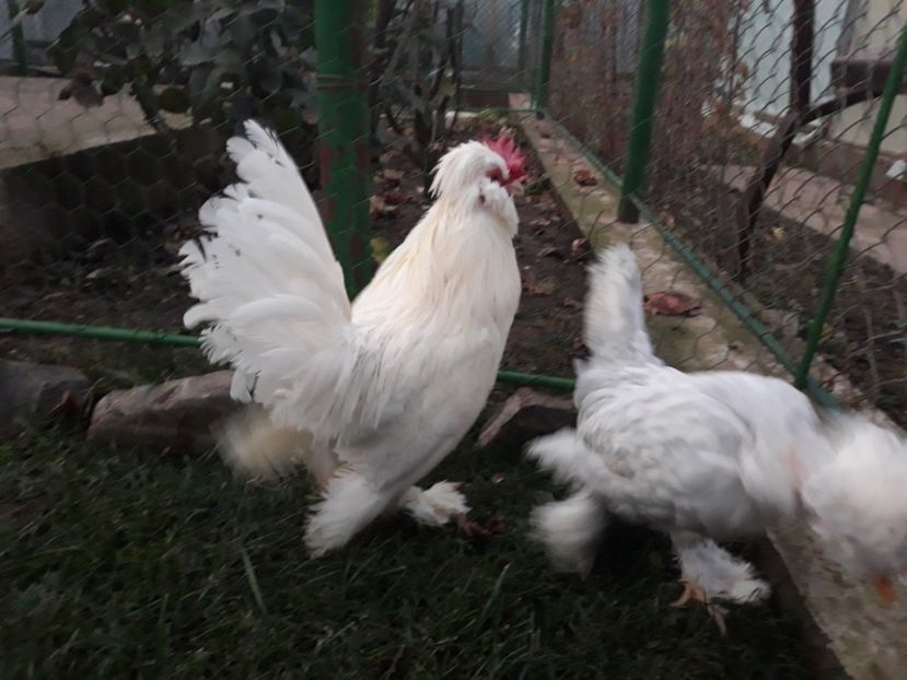 20221128_164932[1] - Gainusi pitici Struma Bantam