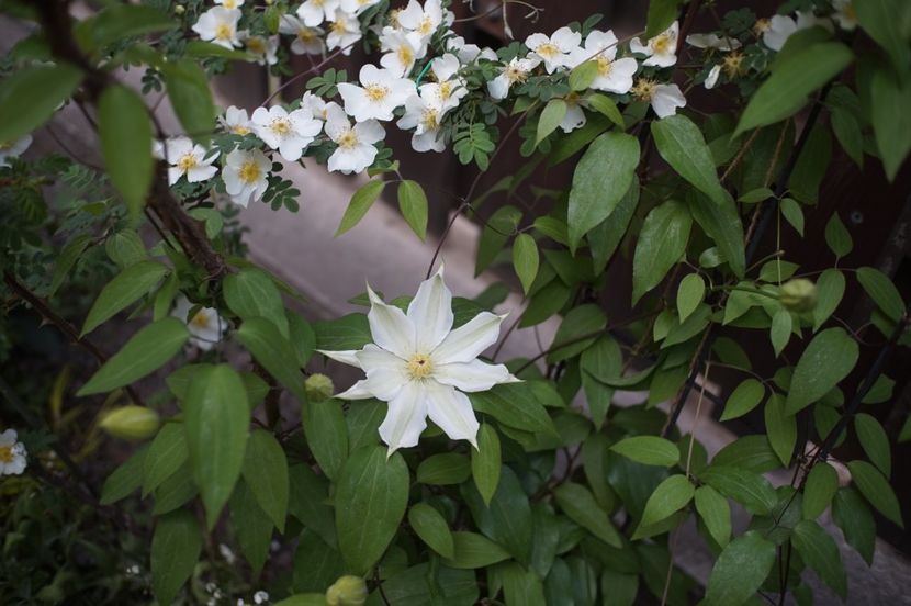  - Rosa omeiensis pteracantha