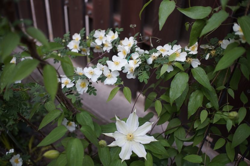  - Rosa omeiensis pteracantha
