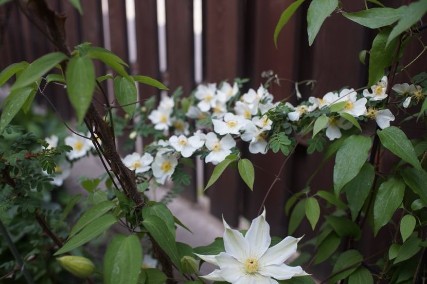  - Rosa omeiensis pteracantha