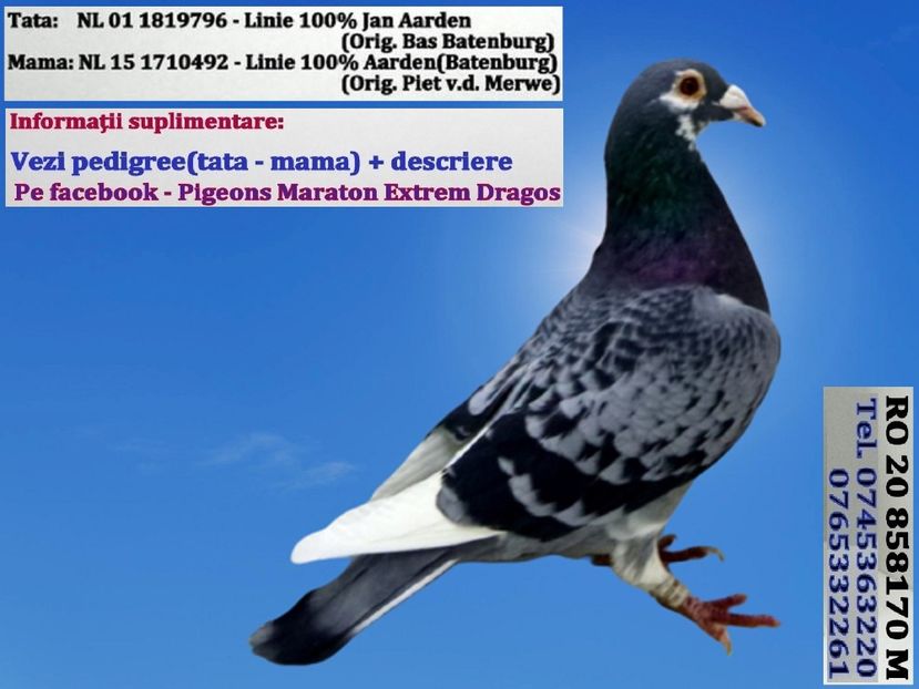 RO 20 858170 M Pret 150 Lei +  transportul - 1 PORUMBEI - MASCULI - DISPONIBILI DIN ANII 2016 2017 2018 2019 2020 2021