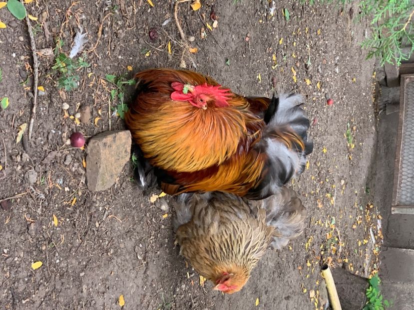 3BFBE06C-7188-47CC-A333-647F3E32C625 - Cochinchina pitic bobat