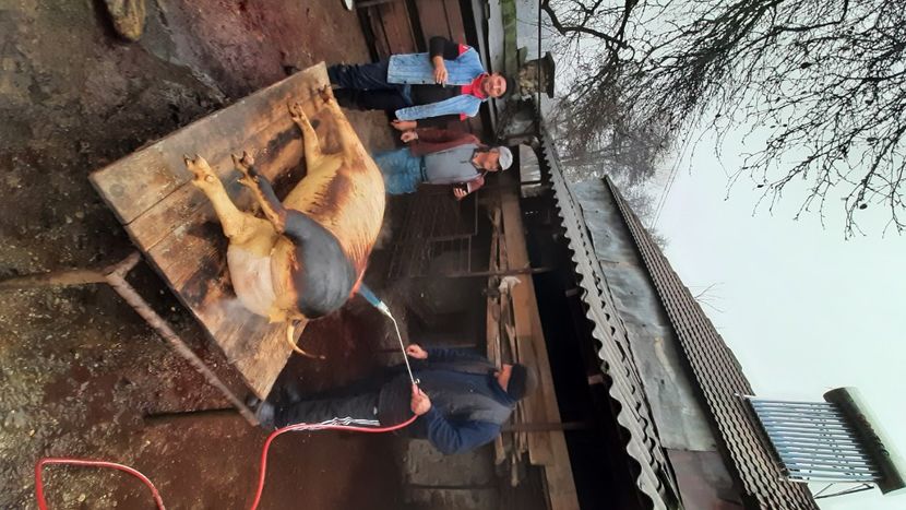  - Tăierea porcului 2023
