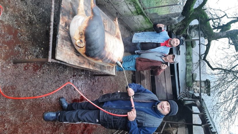  - Tăierea porcului 2023