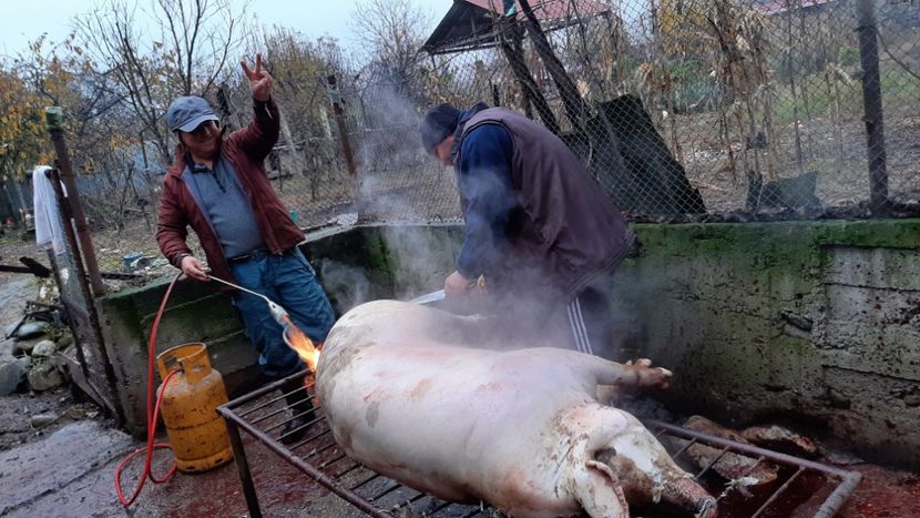  - Tăierea porcului 2023