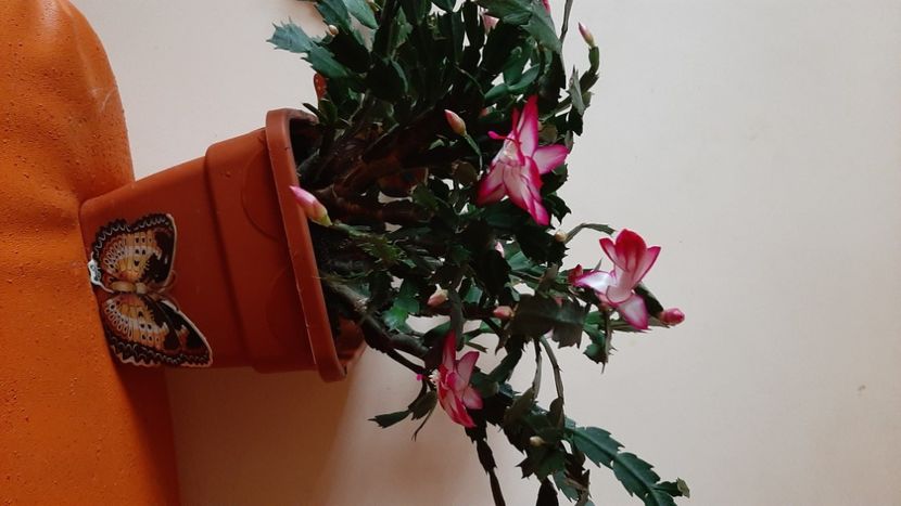  - Florile mele noiembrie 2022