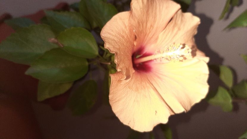  - Florile mele noiembrie 2022