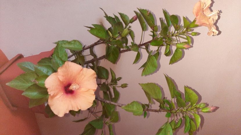  - Florile mele noiembrie 2022