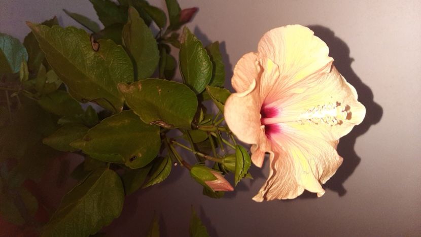  - Florile mele noiembrie 2022