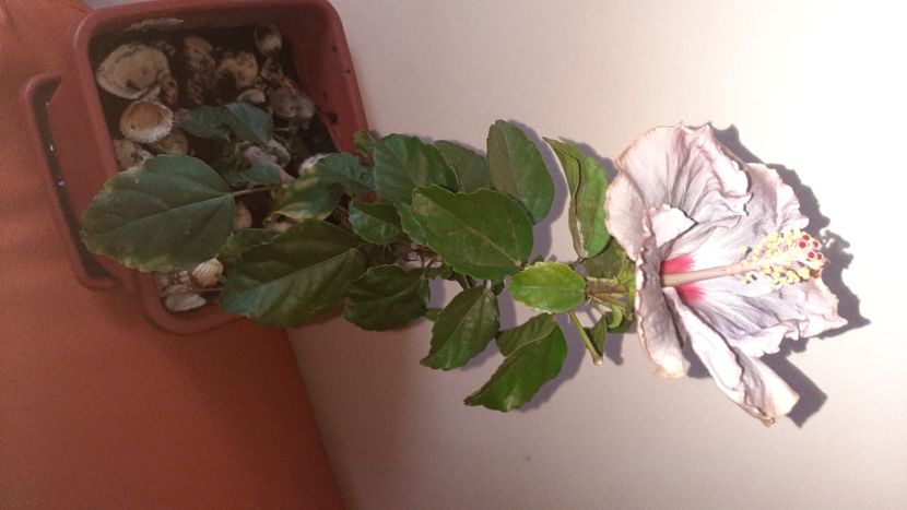  - Florile mele noiembrie 2022