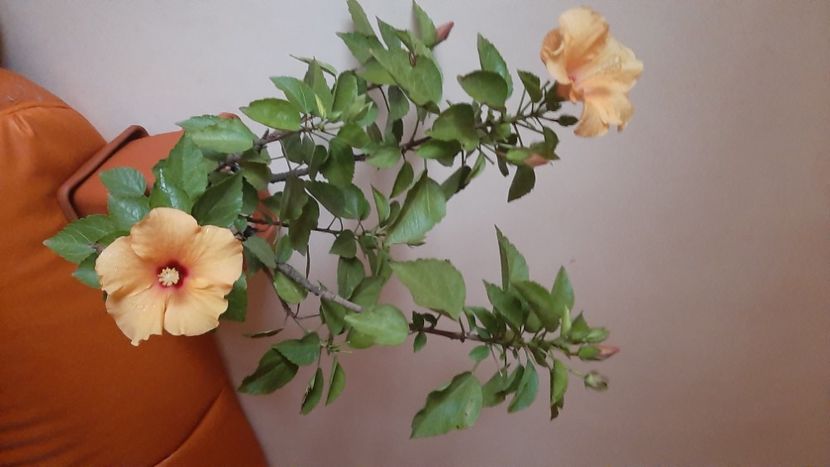  - Florile mele noiembrie 2022