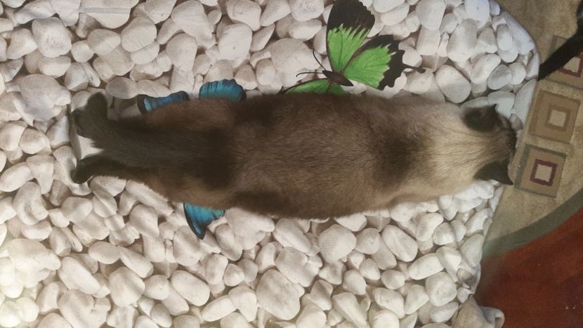  - Pisicii mei în noiembrie 2022