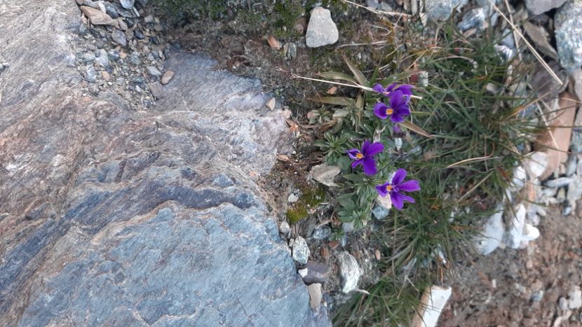  - Pe Transalpina în noiembrie 2022