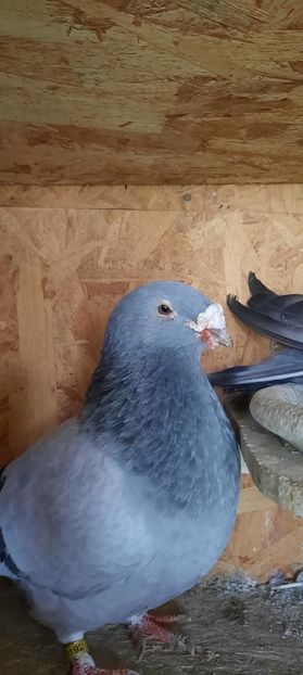 IMG-20221126-WA0022 - Porumbei standard și vrdf 2022