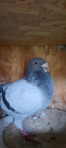 IMG-20221126-WA0005 - Porumbei standard și vrdf 2022