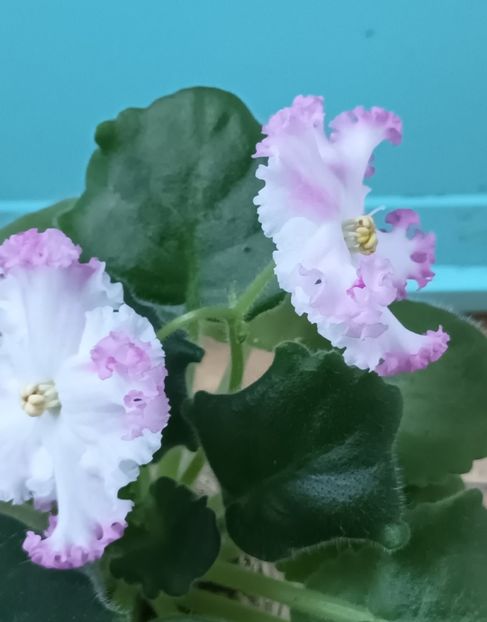  - LE Kiss of an Angel