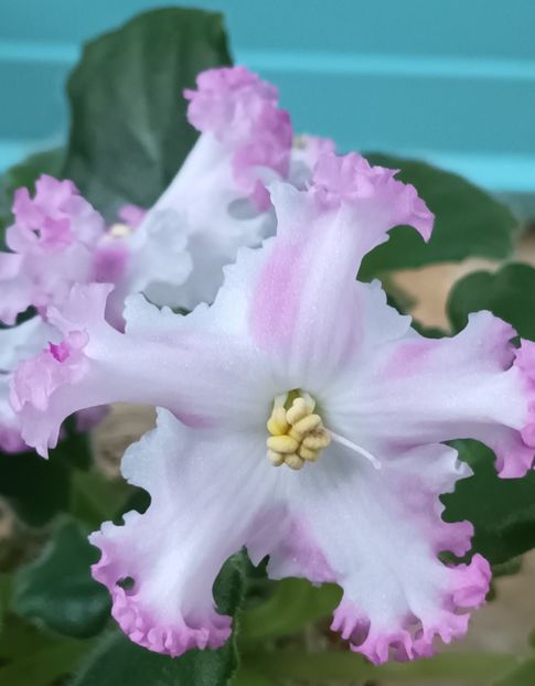  - LE Kiss of an Angel