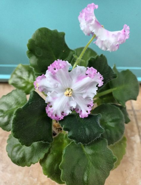  - LE Kiss of an Angel