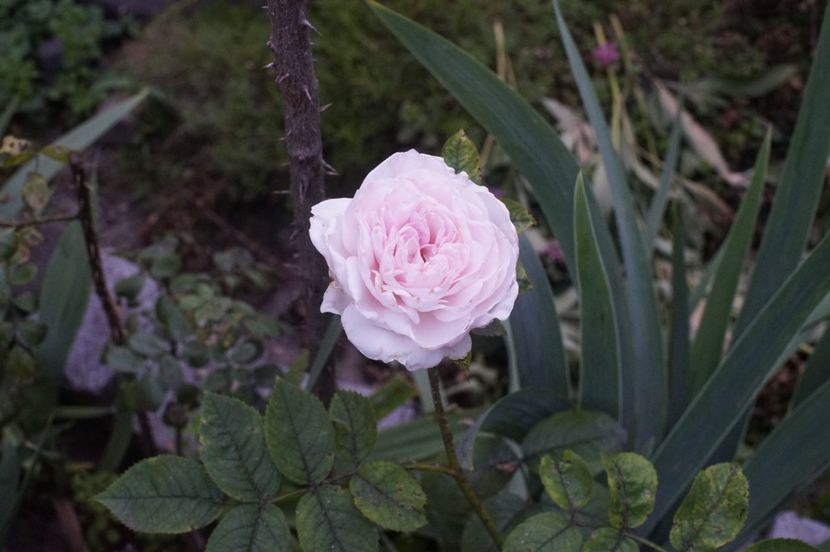  - Princess Olga of Yugoslavia