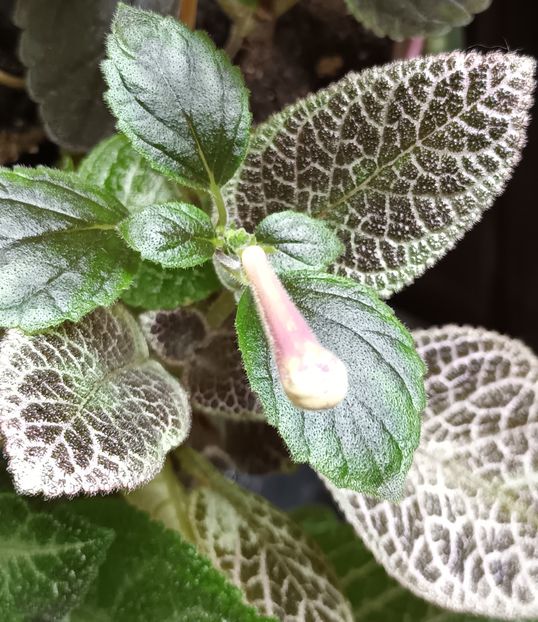 RFs Brigitte - Printre Gesneriaceae