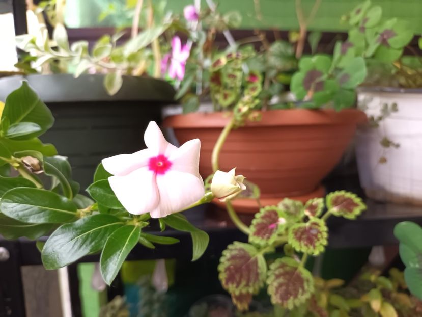 Vinca inflorita acum - Momente