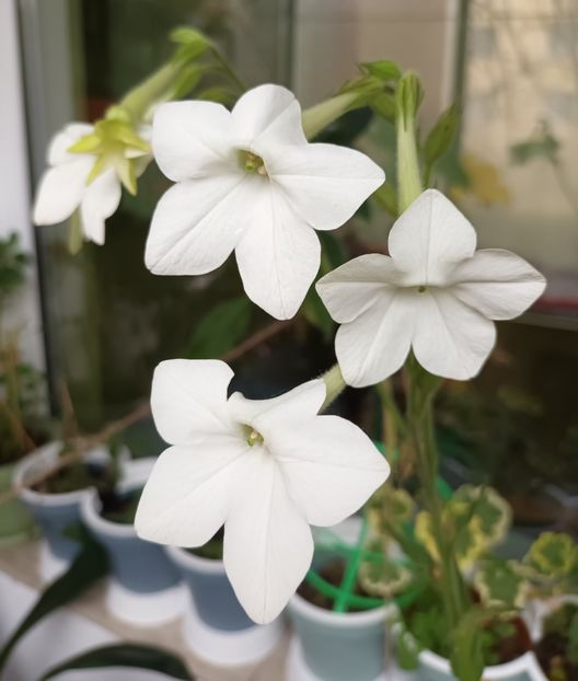 N-as fi eu fara parfumul reginelor... - Momente