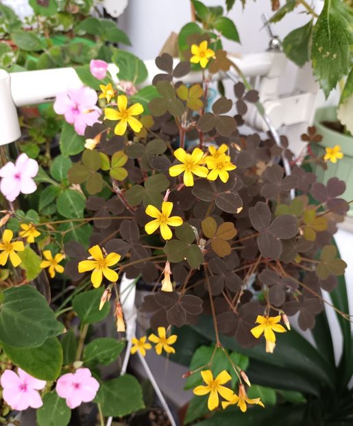 O alta minune, multumesc din inima Myre! - Momente