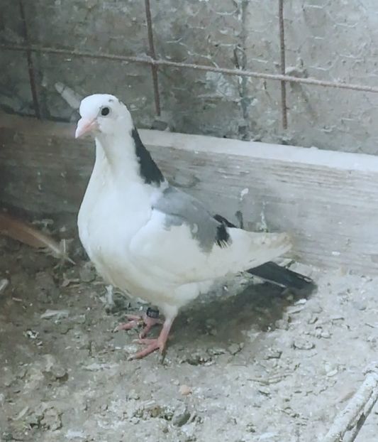 Screenshot_20221208_131520 - Pui 2021 2022