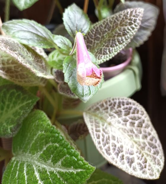 I se vad pistruii! ❤️❤️❤️ - Printre Gesneriaceae