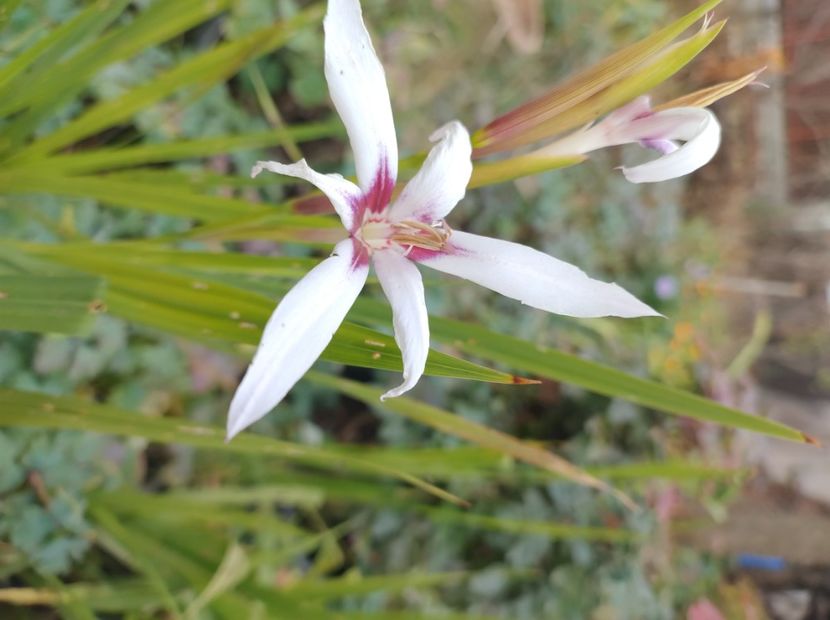  - Flori de grădină-2022