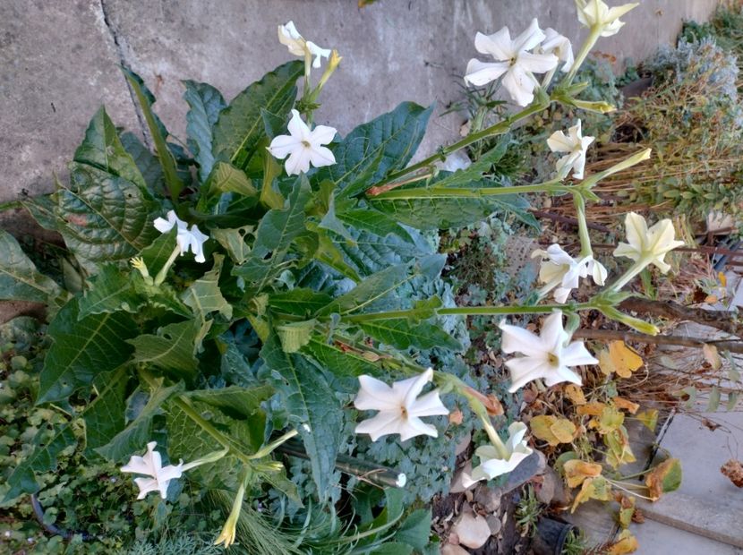  - Flori de grădină-2022