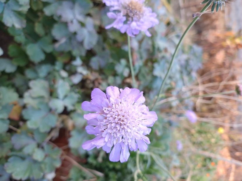  - Flori de grădină-2022