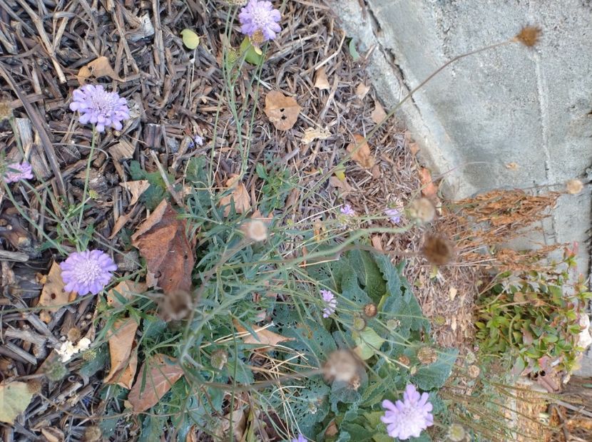  - Flori de grădină-2022