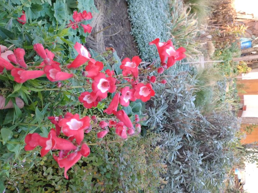  - Flori de grădină-2022