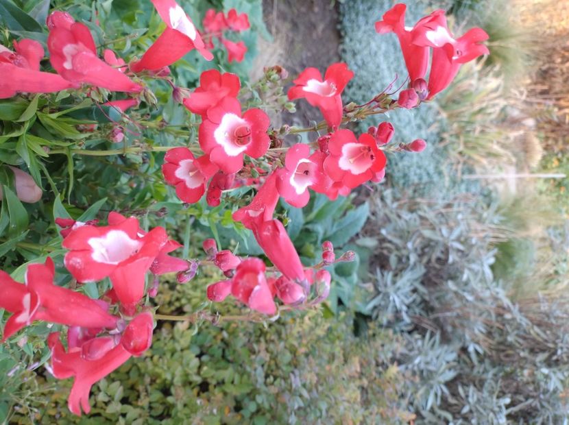  - Flori de grădină-2022