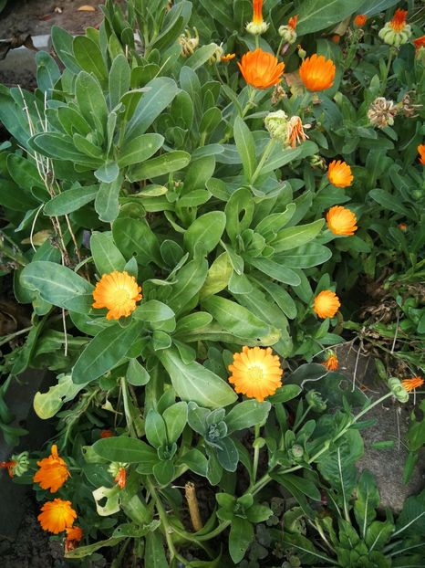  - Flori de grădină-2022