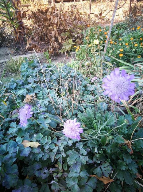  - Flori de grădină-2022