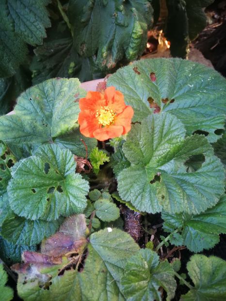  - Flori de grădină-2022