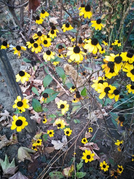  - Flori de grădină-2022