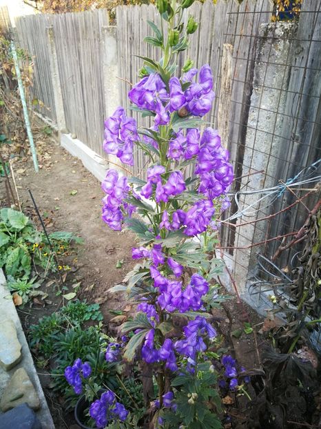  - Flori de grădină-2022