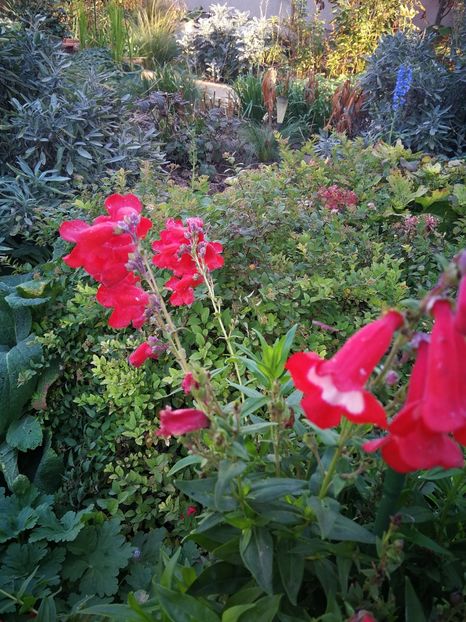  - Flori de grădină-2022