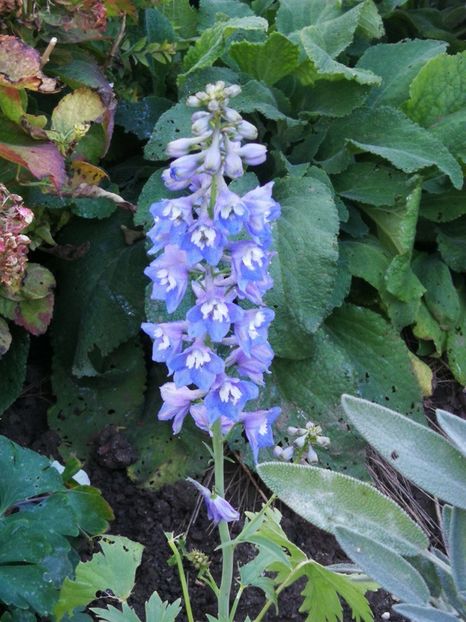  - Flori de grădină-2022