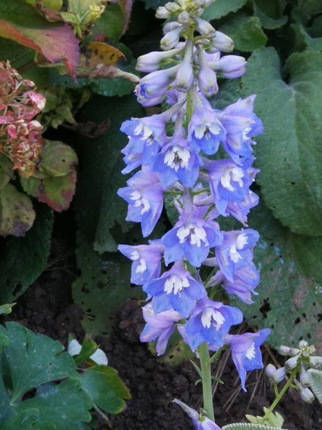  - Flori de grădină-2022