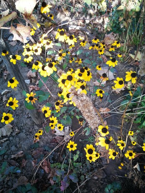  - Flori de grădină-2022