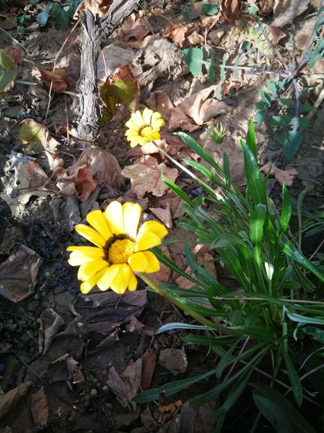  - Flori de grădină-2022