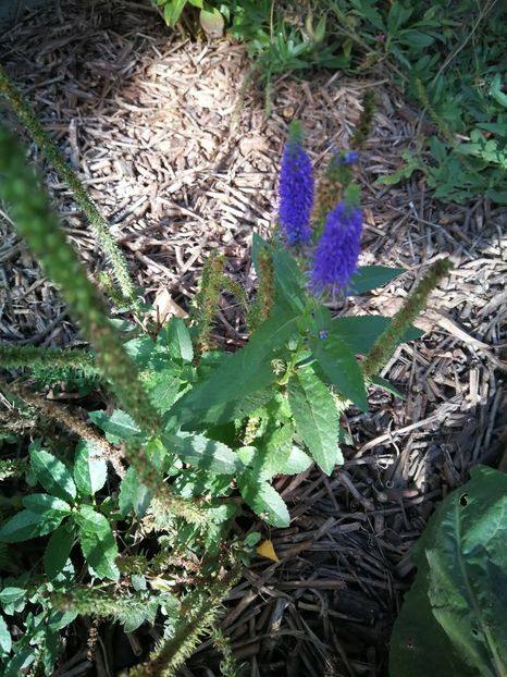  - Flori de grădină-2022